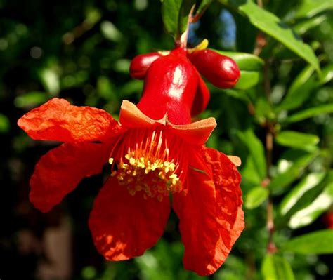 We did not find results for: Photo of the bloom of Pomegranate (Punica granatum ...