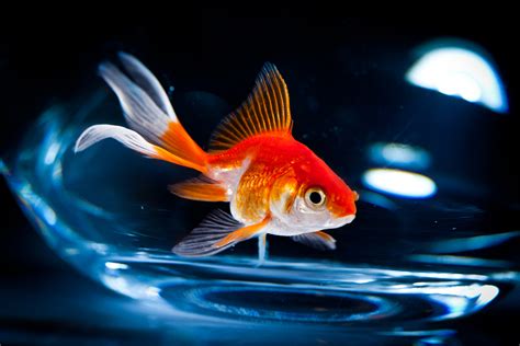 The Complete Beginners Guide To Goldfish Aquarium Tidings