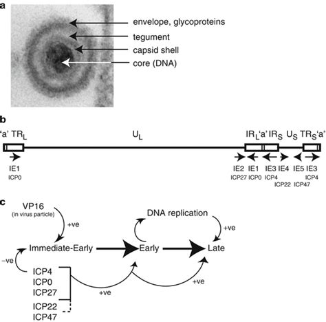 Herpes simplex viruses (human herpesviruses types 1 and 2) commonly cause recurrent infection affecting the skin, mouth, lips, eyes, and genitals. HSV-1 Biology and Life Cycle | SpringerLink