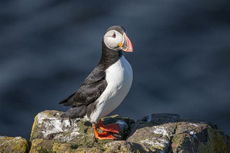 Trek Alongside Elves And Puffins On An Eastern Iceland Hiking Tour G