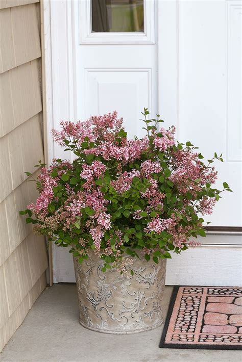 47 Best Shrubs For Containers Images On Pinterest