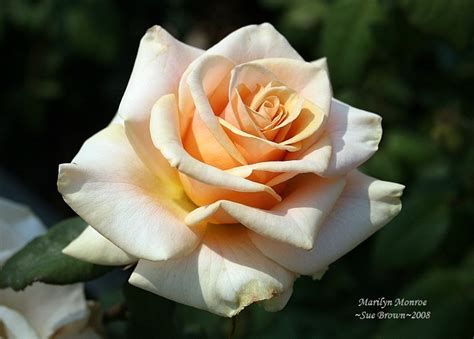 Plantfiles Pictures Hybrid Tea Rose Marilyn Monroe Rosa By Califsue