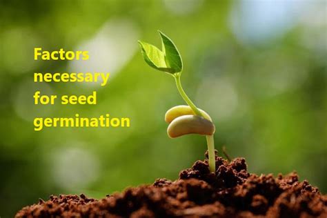 Factors Necessary For Seed Germination