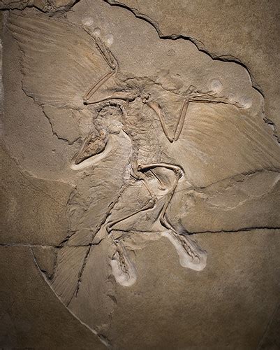 Archaeopteryx The Solnhofen Archaeopteryx In The Berlin Flickr