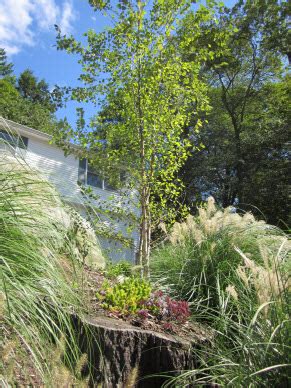 There are tremendous amount of possibilities in terms of trees to pick for your yard: Native New England Plants: Better Gardens Start with Local ...