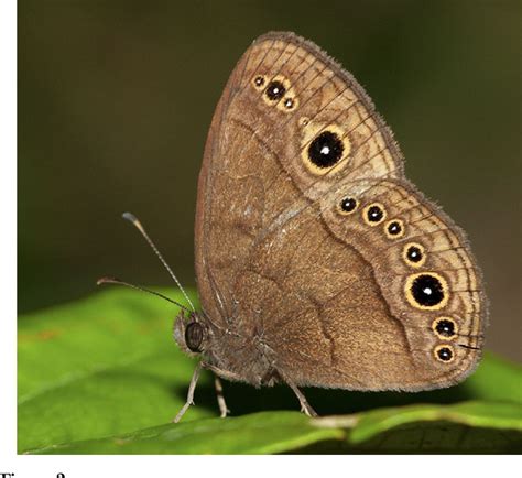 Figure 2 From The Evolutionary Significance Of Butterfly Eyespots