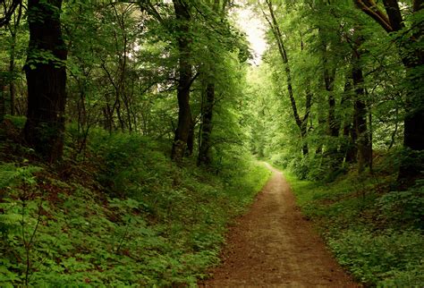 High Quality Picture Of Forest Photo Of Road Summer Imagebankbiz