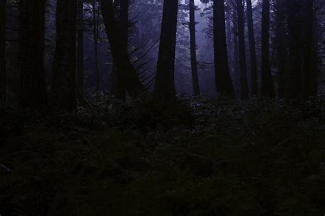 Dark Forest Creepy Woods Woodland Night Midnight Forest Horror