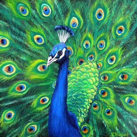 Peacock Painting By Sheila Hibbert