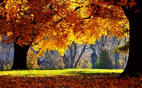 Autumn Backgrounds Wallpaper High Definition High Quality Widescreen