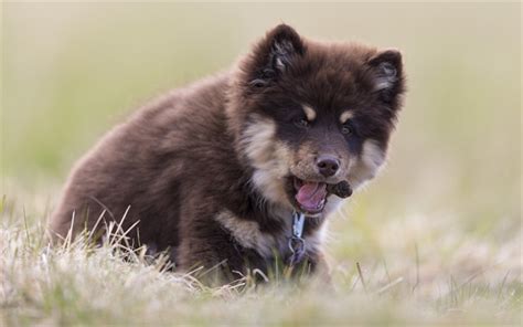 Download Wallpapers Finnish Lapphund Finnish Lapponian Dog Cute