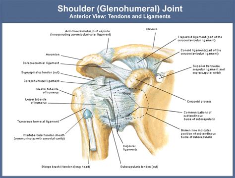 Shoulder anatomy is an elegant piece of machinery having the greatest range of motion of any joint in the body. Medical Transcription: July 2012