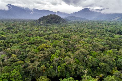 Tropical Rainforest Stock Photo Download Image Now Istock