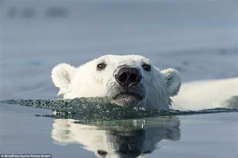 Photographer Paul Souders Captures Polar Bear Displaying Its Teeth In