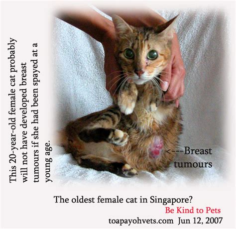 By the time the cat is brought to the clinic for examination, the mammary cancer is usually in. 20070406About Toa Payoh Vets Singapore Toa Payoh ...