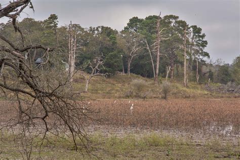Slideshow 2819-17: White egrets in Flag Pond on Lake Somerville...of ...