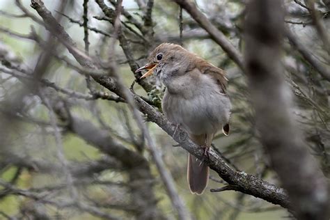 Perching Birds Common Nightingale