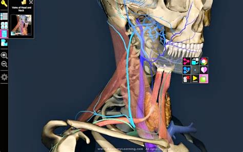 3d Anatomy Learning App Chrome Para Conocer La Anatomía Humana