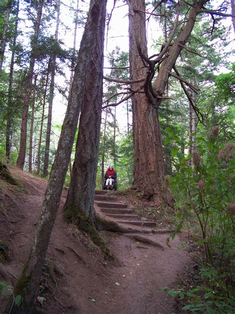 Vancouver Island Big Trees Devonian Park Ancient Douglas Fir