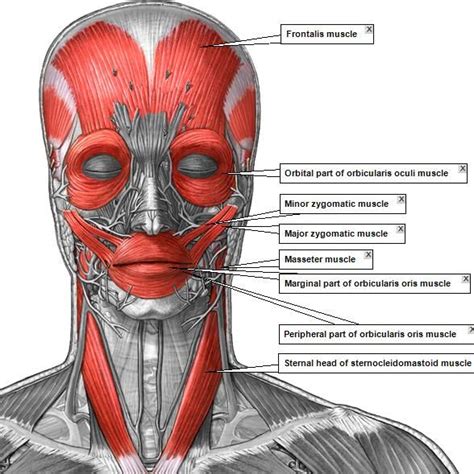 If there would be any abnormality on the structure and function of the upper. superficial muscles of the head and face | Upper Arm ...