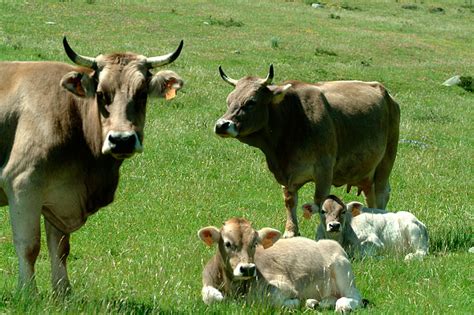 Descubre La Diferencia Entre Buey Y Vaca Proyecto Conocer