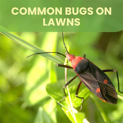 Common Bugs On Lawns