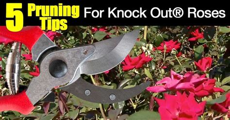 5 Video Tips How To Prune Knockout Roses