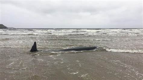 Stranded Pilot Whale On Donegal Beach Passes Away Highland Radio