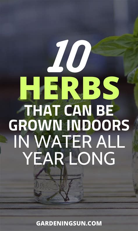 10 Herbs That Can Be Grown Indoors In Water All Year Long Growing