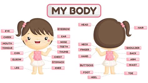 Premium Vector Girl Body Parts Name