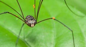 But are false widow spiders, noble false widow, and black widow spiders venomous? Common Spiders in Massachusetts | Sciencing