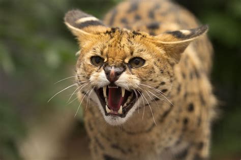 What animal do i look like? animal, Serval, Cat, Angry, Face Wallpapers HD / Desktop and Mobile Backgrounds