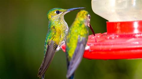 When Do Hummingbirds Leave Kansas Hummingbird Migration Patterns