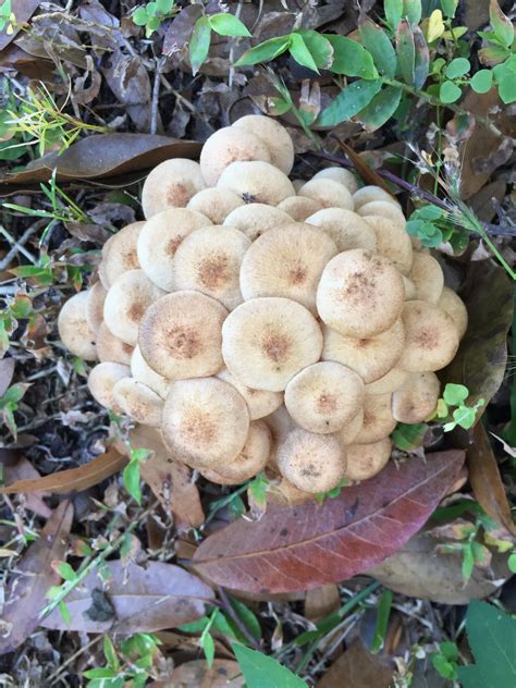Central Florida Mushrooms Need Help With An Id Mycology