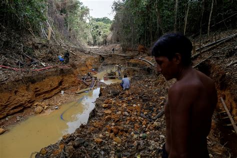 Gold Mining Threatens Forest Recovery In The Amazon Research Says