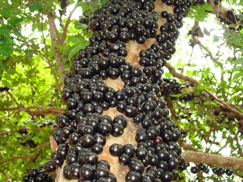 Apple, peach, plum and pear trees all grow well in a variety of. Jabuticaba - The Tree that Fruits on its Trunk ~ Kuriositas