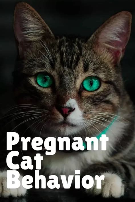 Cat Pregnancy Timeline Changes And What To Expect Guide Artofit