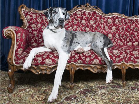 13 Best Dogs For Apartments Readers Digest