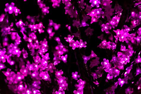 Download the perfect pink christmas pictures. Pink Christmas Lights Free Stock Photo - Public Domain ...