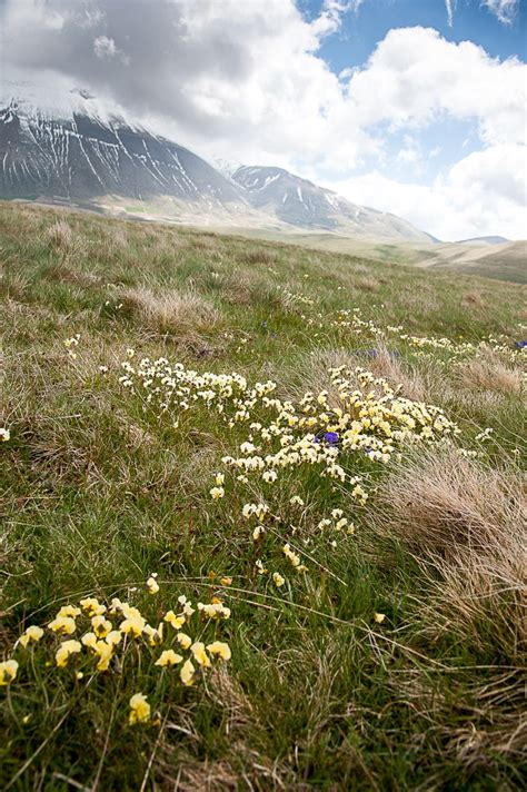 Wildflowers On The Castelluccio Plains Umbria Italy By Mary Mackie