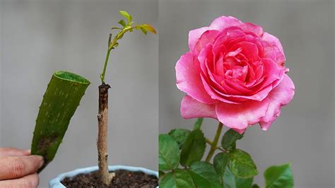 Grafting Rose Branches Is Easy With This Method Youtube