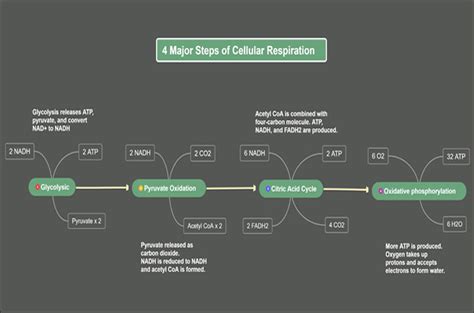 Cellular Respiration Concept Map Definition Types And Steps