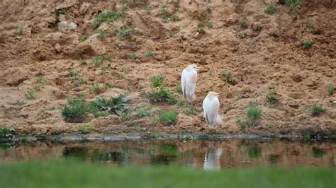 IMG 8611 Egrets I Ve Had A Few More A Pair Of Cattle Eg Flickr