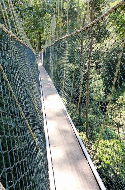 You could choose walking on the world's longest canopy walkway, visiting the aborigine village, trekking under rainforest canopy, mountain climbing. Canopy Walk in Taman Negara Foto & Bild | world, malaysia ...