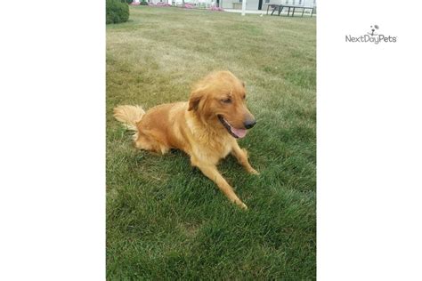 Puppies, like kids, get sick a lot more than adults do. Akc Golden: Golden Retriever puppy for sale near Chicago ...