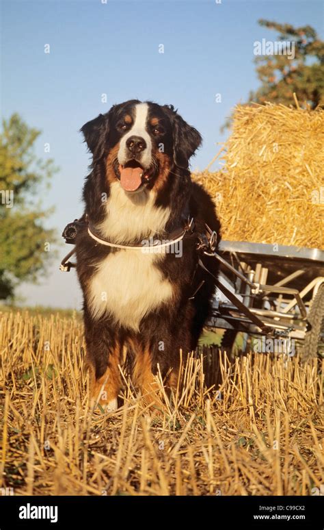 Bernese Mountain Dog Pulling Cart With Hay Stock Photo Alamy