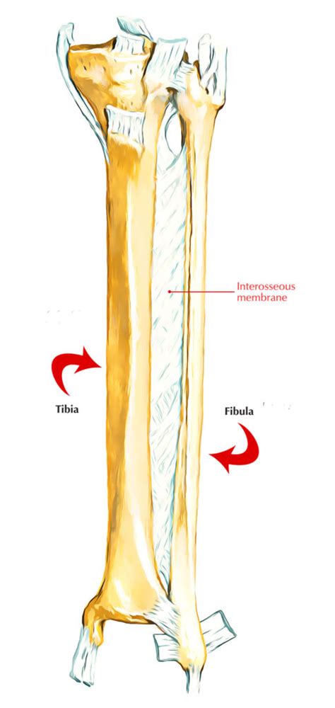 Surface Anatomy Of The Interosseous Foramen And Anterior Tibial My
