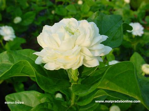 ดอกมะลิ ดอกไม้เล็กๆ สีขาวนวลที่มีกลิ่นหอมชวนดม ถูกนำมาใช้เป็นสัญลักษณ์ วันแม่ และถือเป็นพันธุ์ไม้มงคลที่มีมาแต่โบราณ. BlogGang.com : : นายไม้ประดับ : ดอกมะลิ สำหรับวันแม่ 12 ...