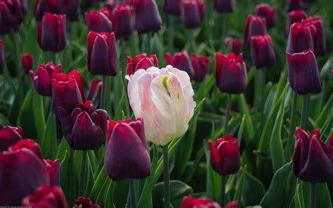 High Resolution Image Of Tulips Picture Of Flower Buds Loner