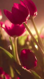 Beautiful Tulips Iphone Wallpapers Free Download